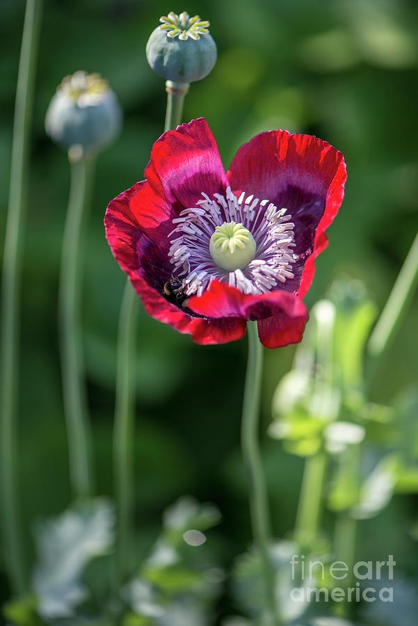 Poppy (papaver Somniferum 'cherry Glow') Photograph by Adrian Thomas ...