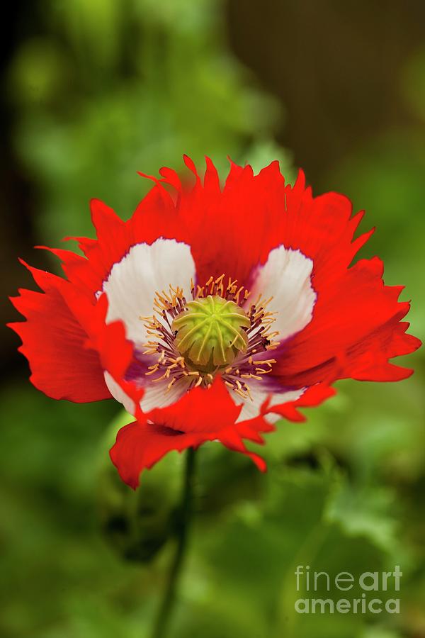 Poppy (papaver victoria Cross) Flower Photograph by Ian Gowland/science Photo Library