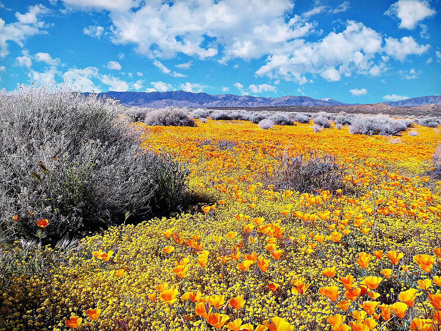 Poppy Patch - California Photograph by Glenn McCarthy Art and Photography