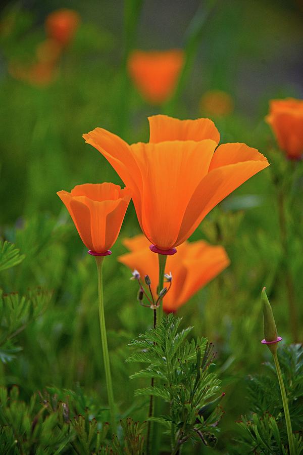 Poppy Perfection in Walker Canyon Photograph by Lynn Bauer