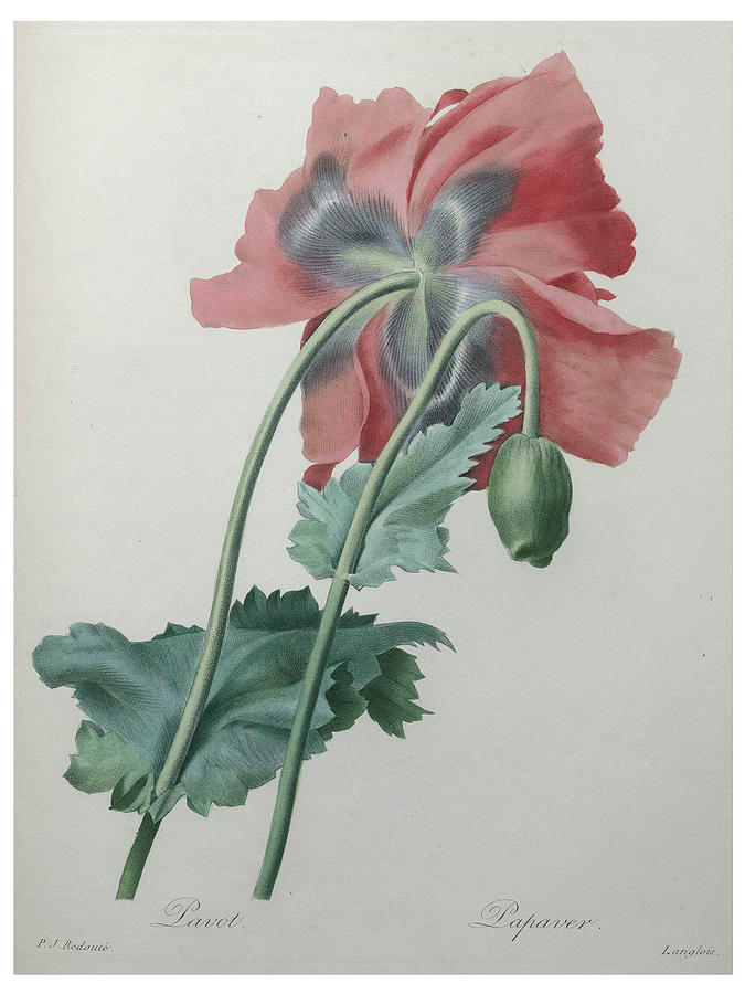 Poppy Painting by Pierre-Joseph  Redoute