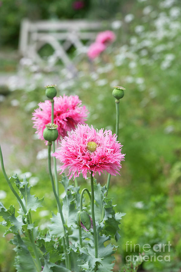 Summer Photograph - Poppy Pink Venus Flowers by Tim Gainey
