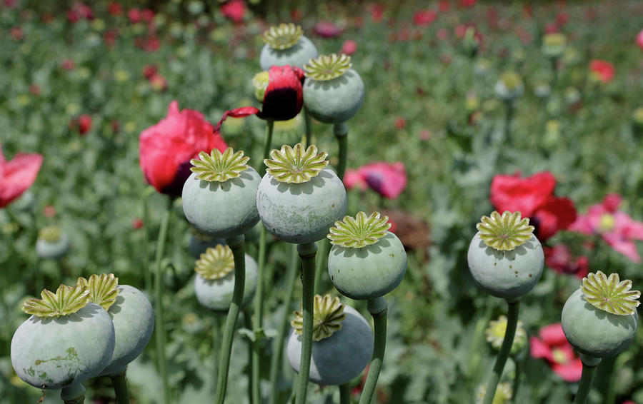 Poppy Plants Are Seen in a Field Photograph by Henry Romero - Fine Art ...