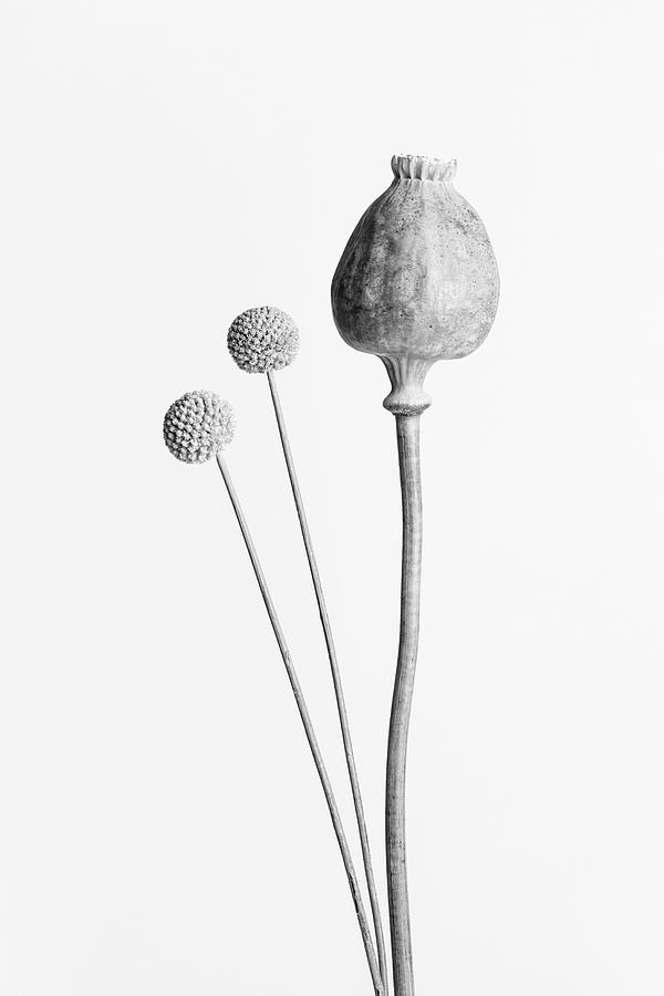 Still Life Photograph - Poppy Seed Capsule Black And White by 1x Studio Iii