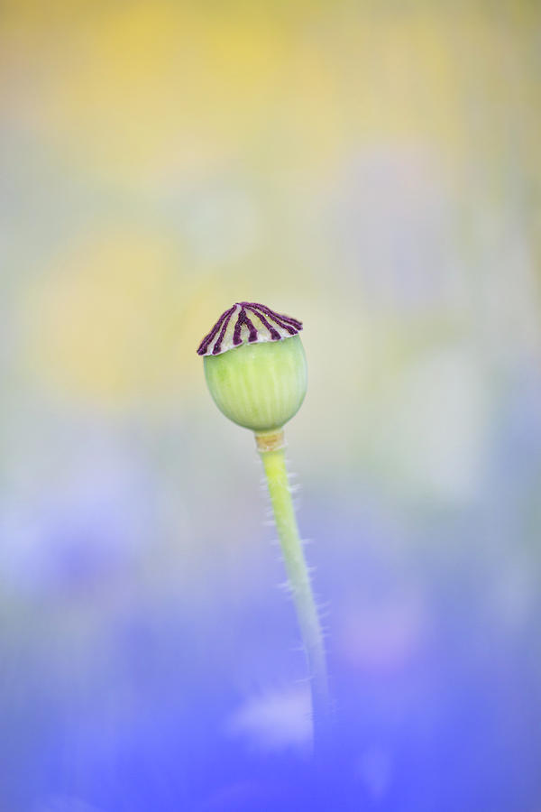 Poppy seed head in a blue flower meadow Photograph by Anita Nicholson