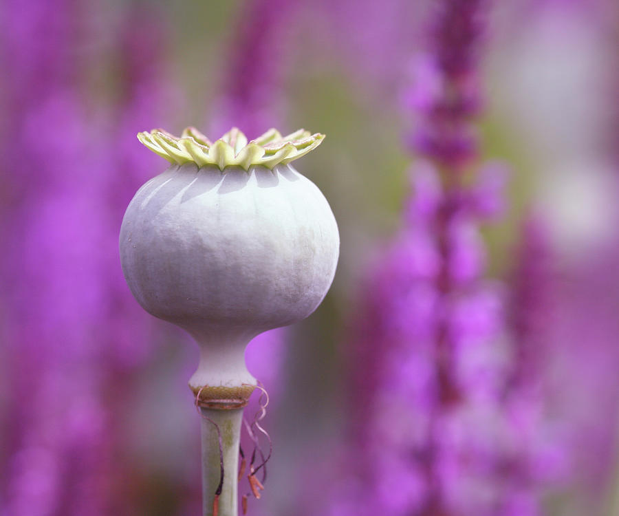 Poppy Seed Head, Purple Background Photograph by Www.zoepower.co.uk