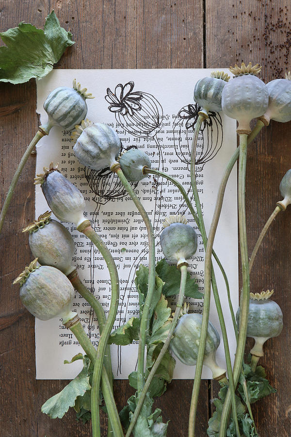 Poppy Seed Heads On Painted Book Page Photograph by Regina Hippel