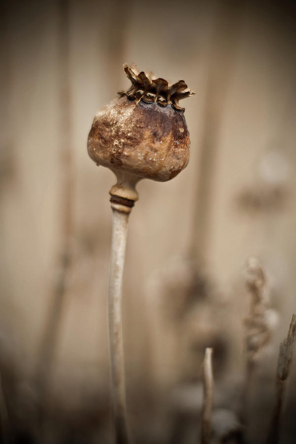 Poppy Seed Pod Photograph by James Bye