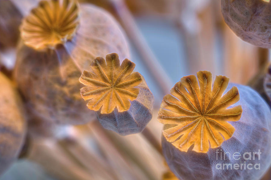 Nature Photograph - Poppy seed pods by Veikko Suikkanen