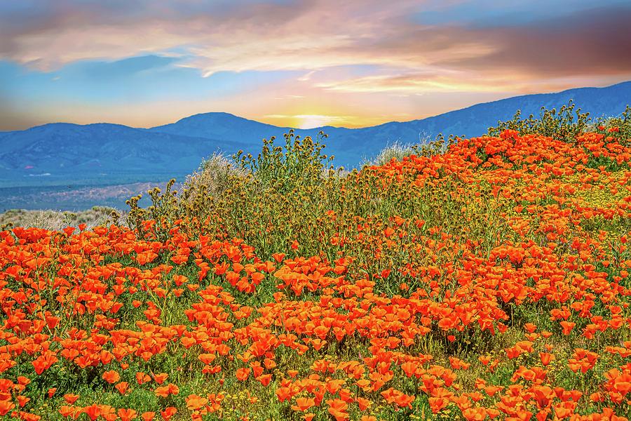 Poppy Superbloom Sunrise 2019 by Lynn Bauer Poppy Superbloom Sunrise 2019 by Lynn Bauer