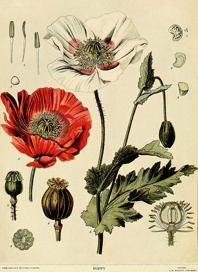 Poppy Painting by Unknown
