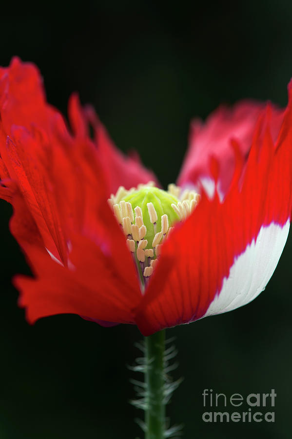 Poppy Victoria Cross Flower Photograph by Tim Gainey
