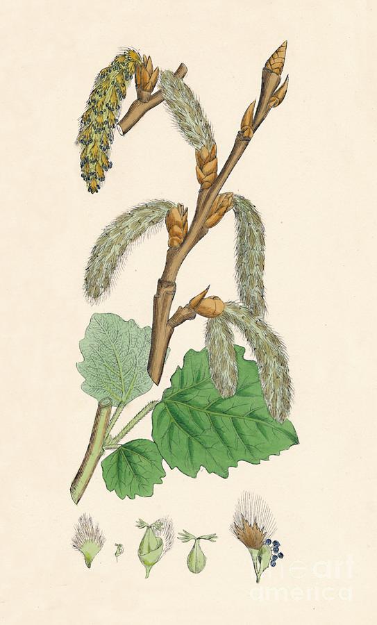 Populus Canescens. Gray Poplar Drawing by Print Collector