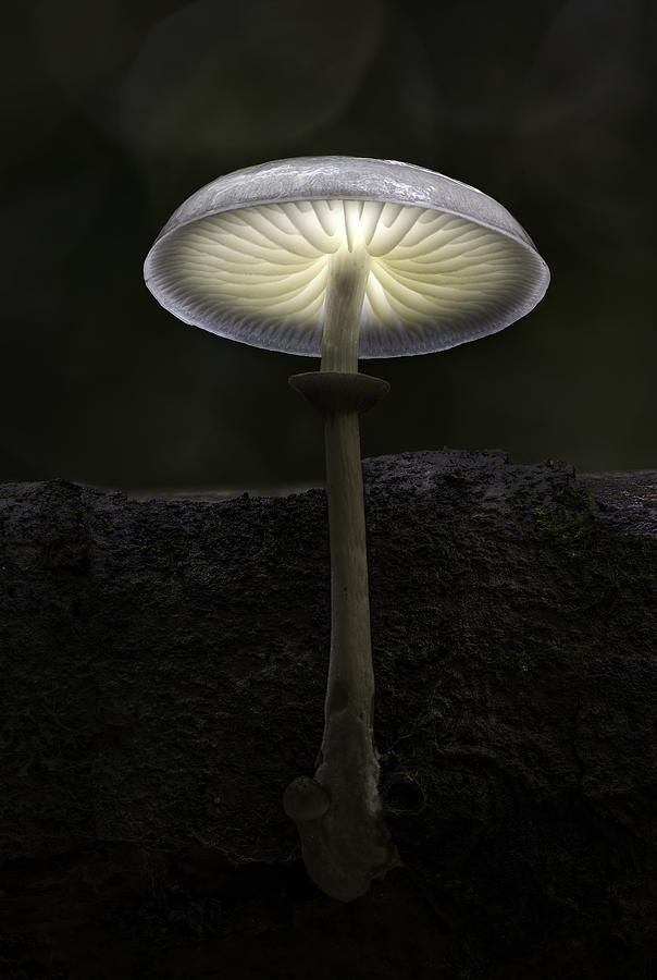 Mushroom Photograph - Porcelain Fungus by Kutub Uddin