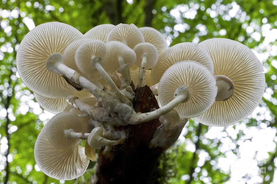 Porcelain Mushroom (oudemansiella Mucida) Photograph by Dr Keith Wheeler/science Photo Library