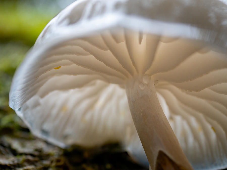 Nature Photograph - Porcelain Mushroom Underside by Elaine Henshaw