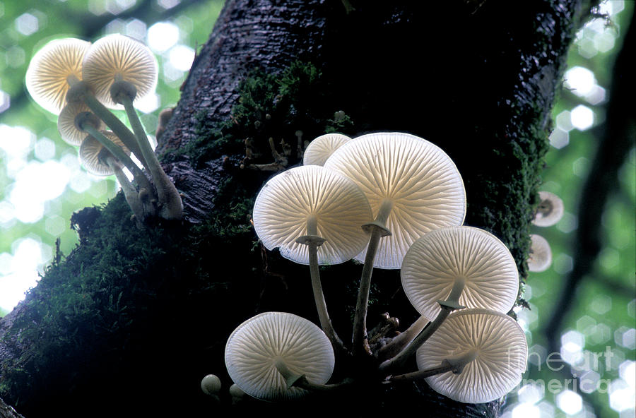 Mushroom Photograph - Porcelain Mushrooms by Dr Keith Wheeler/science Photo Library