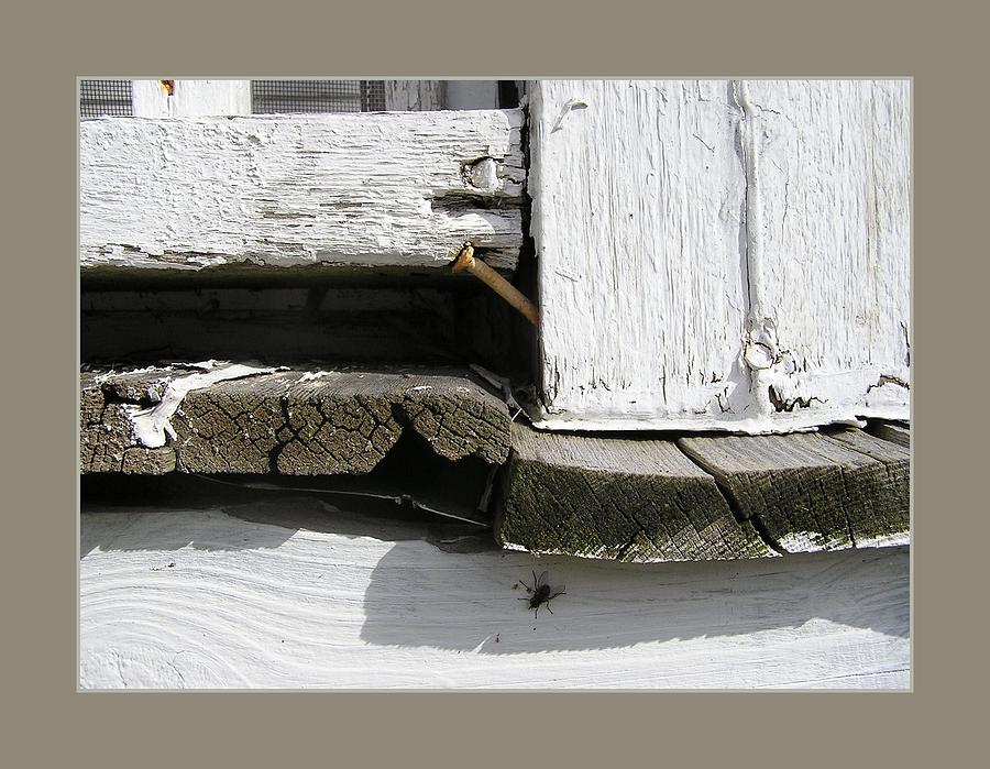Bold Photograph - Porch Fly by David Wilde Bold Photograph - Porch Fly by David Wilde