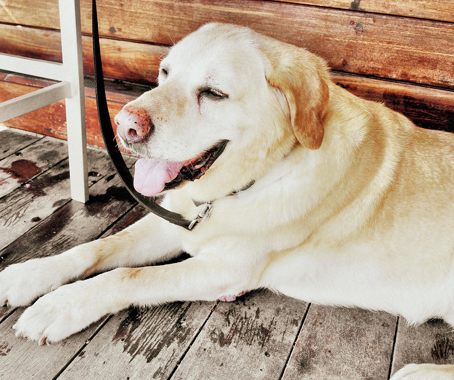 Dog Photograph - Porch Pooch by JAMART Photography