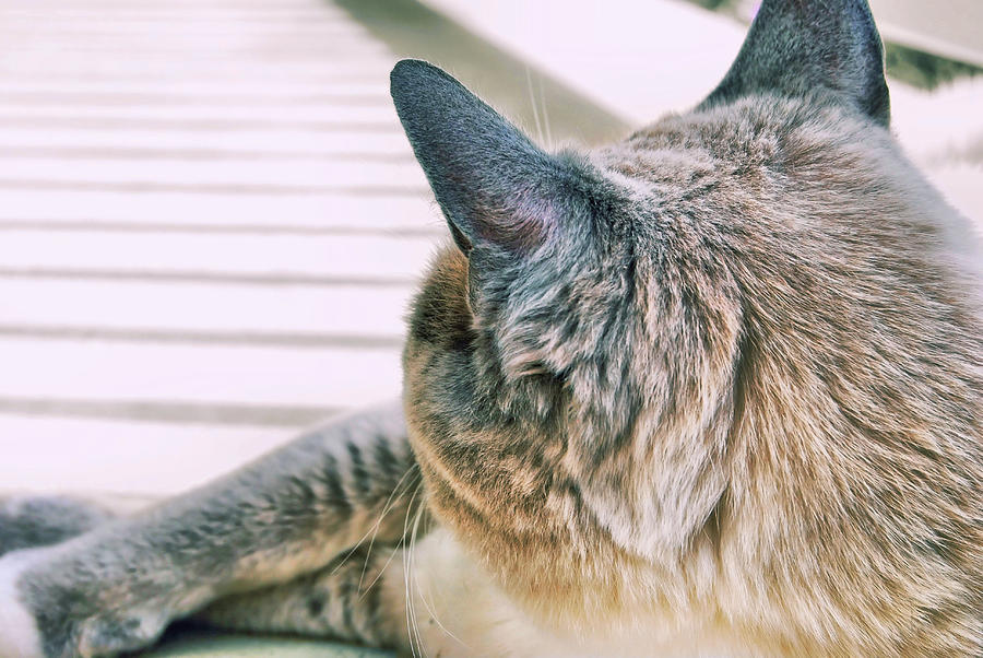 Cat Photograph - Porch Stretch  by JAMART Photography