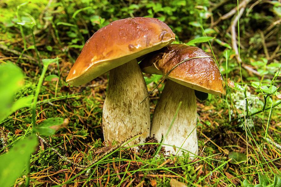 Porcini Mushrooms Digital Art by Manfred Bortoli