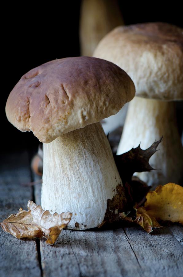 Porcini Mushrooms With Autumnal Leaves Photograph by Jamie Watson