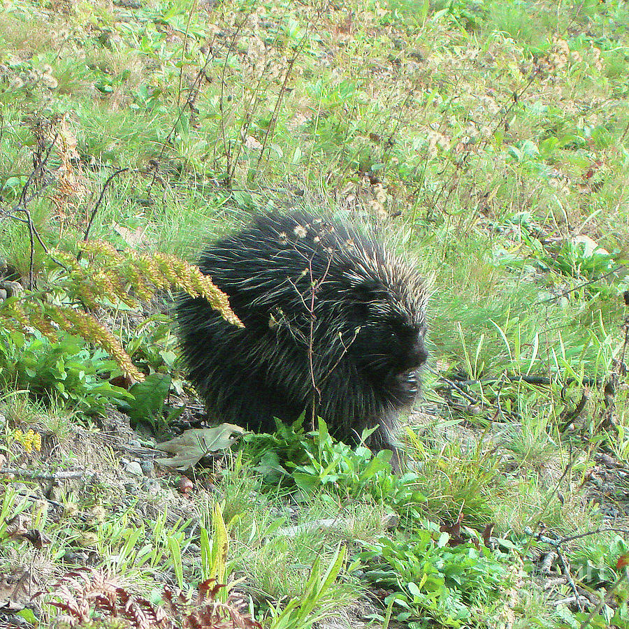 Porcupine 2 Photograph by Amy E Fraser