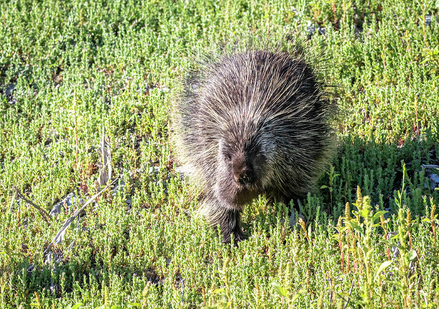 Porcupine 3 by Michael Chatt Porcupine 3 by Michael Chatt