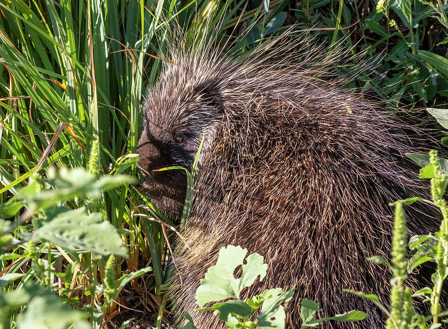 Porcupine 4 by Michael Chatt Porcupine 4 by Michael Chatt
