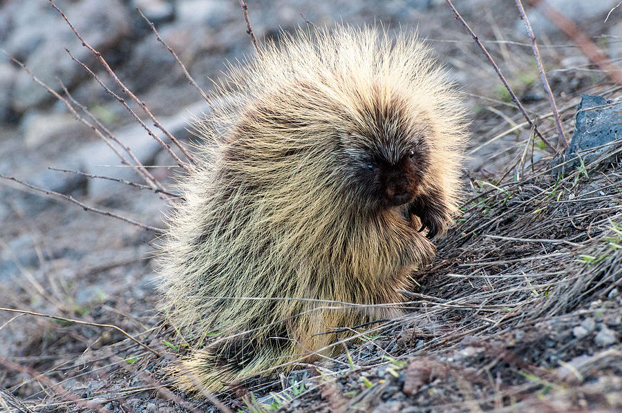 Porcupine Photograph by Gene Bollig
