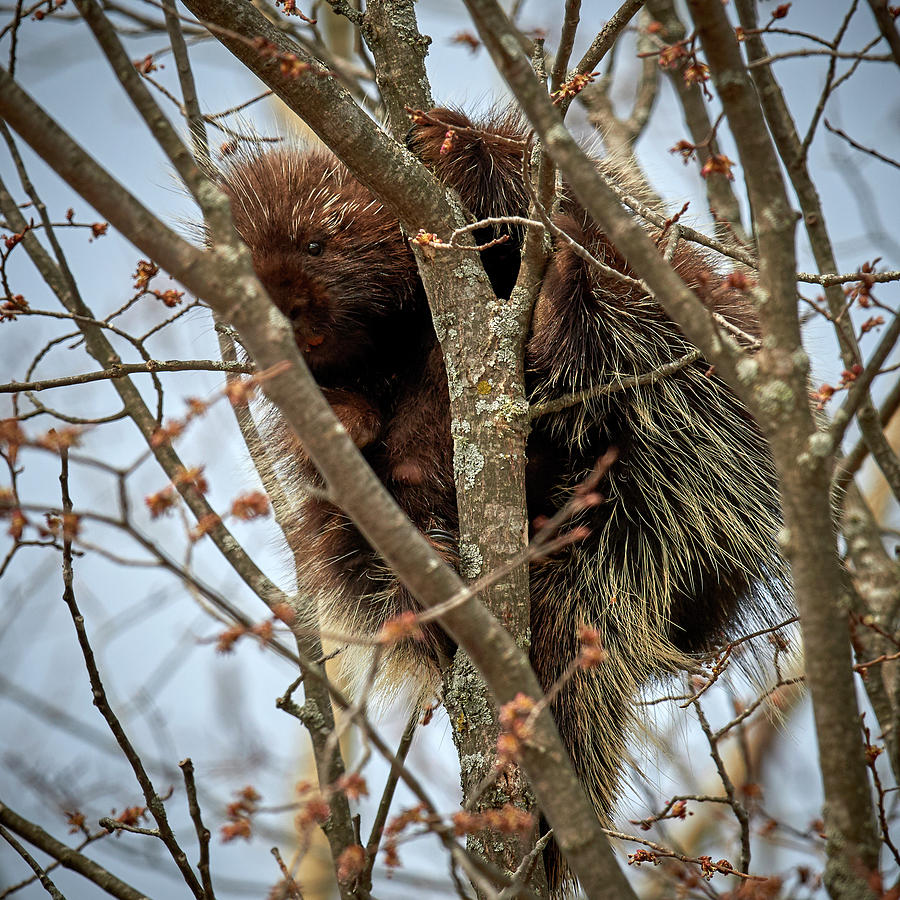 Porcupine Hiding In Branches Photograph by Paul Freidlund