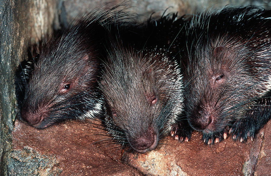 Porcupine Hystrix Africaeaustralis Photograph by Nhpa
