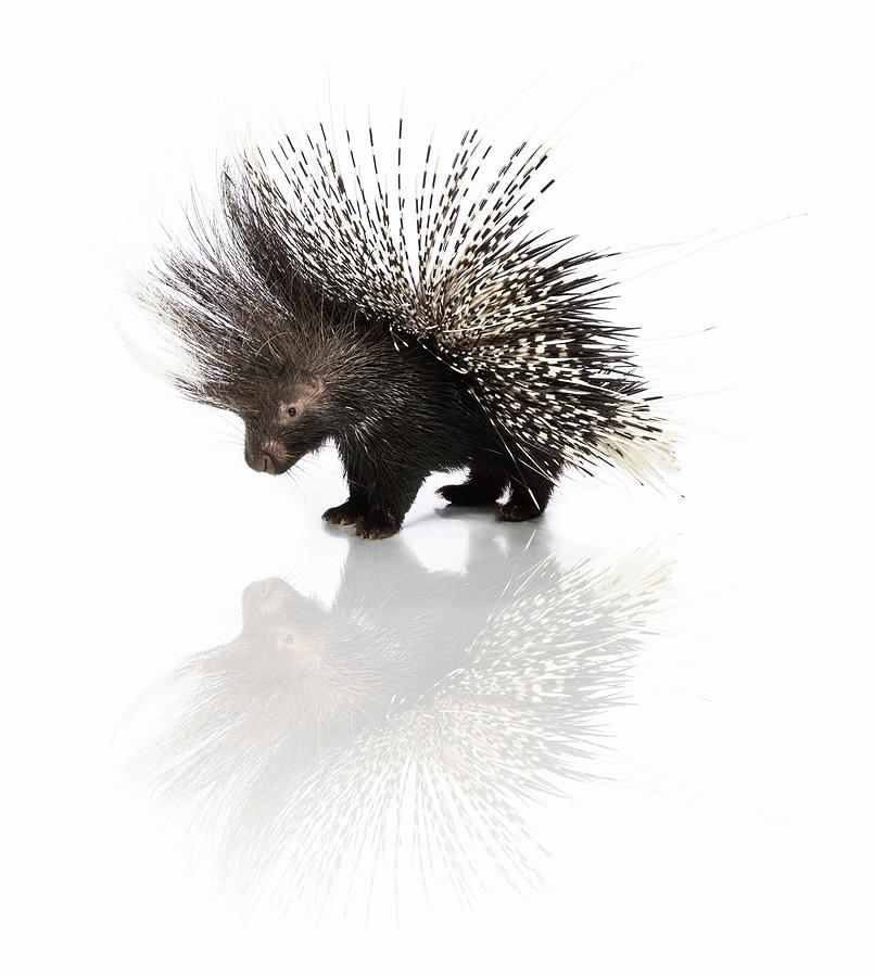 Porcupine Hystrix Cristata Photograph by Jonathan Knowles