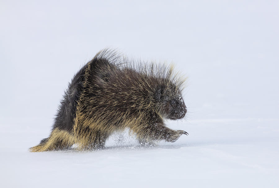 Porcupine In A Winter Storm Photograph by Peter Stahl