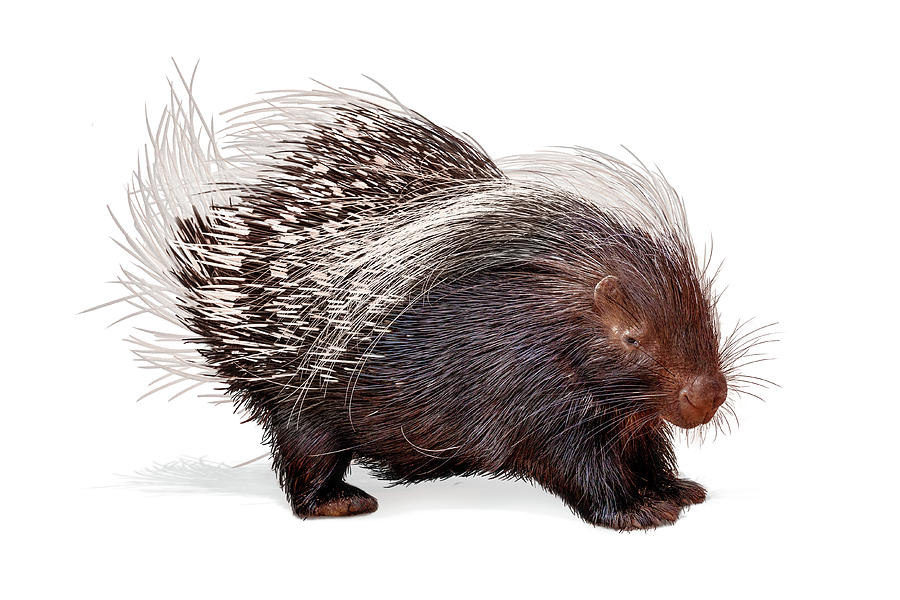 Porcupine Named Porter Photograph by Good Focused