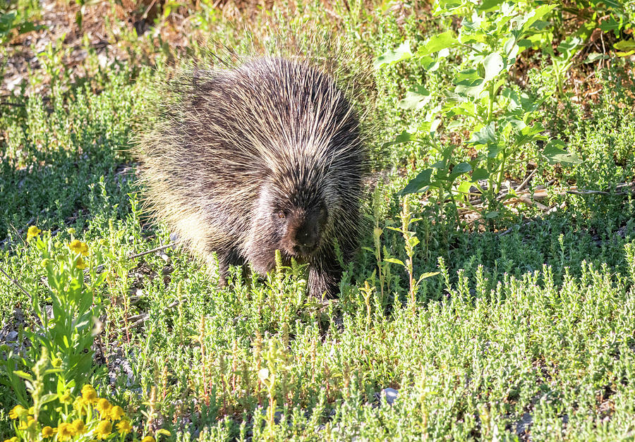 Porcupine by Michael Chatt Porcupine by Michael Chatt