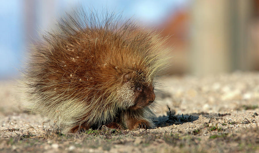 Porcupine Photograph by Ronnie And Frances Howard