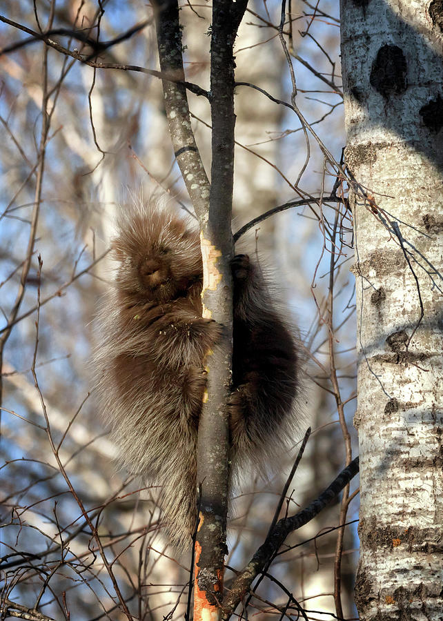 Porcupine Photograph by Susan Rissi Tregoning
