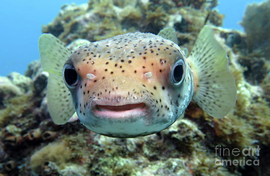 Porcupinefish 13 Photograph by Daryl Duda
