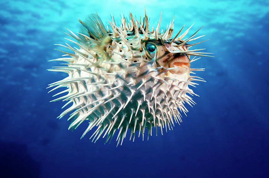 Porcupinefish Diodon Hystrix Photograph by Steven Hunt