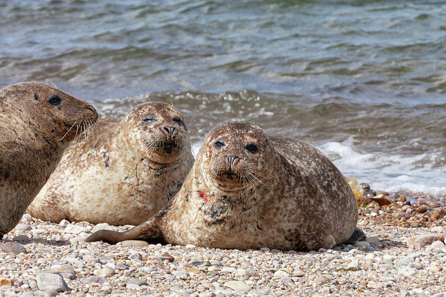 Porgordon Seals #1 Photograph by Diane Macdonald