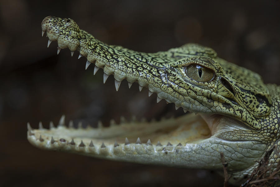 Porosus Crocodile Photograph by Abdul Gapur Dayak - Fine Art America