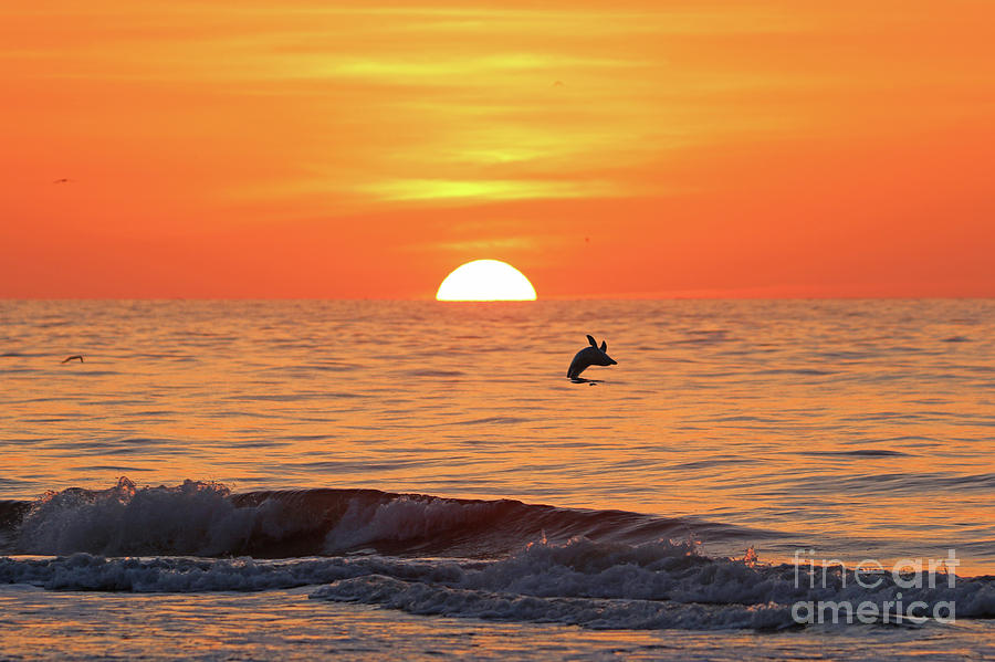 Porpoise at Sunrise 9045 Photograph by Jack Schultz