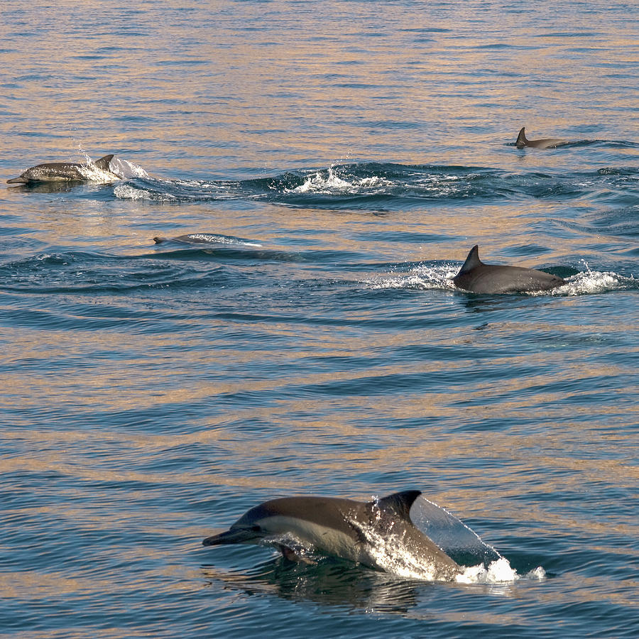 Porpoising Dolphins In Evening Light Photograph by House Light Gallery - Steven House Photography