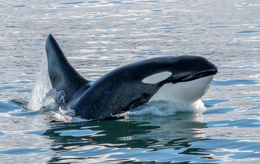 Porpoising Orca Photograph by Randy Straka