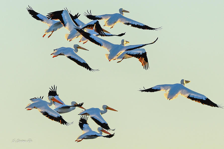 Port Bay Pelicans Photograph by Christopher Rice