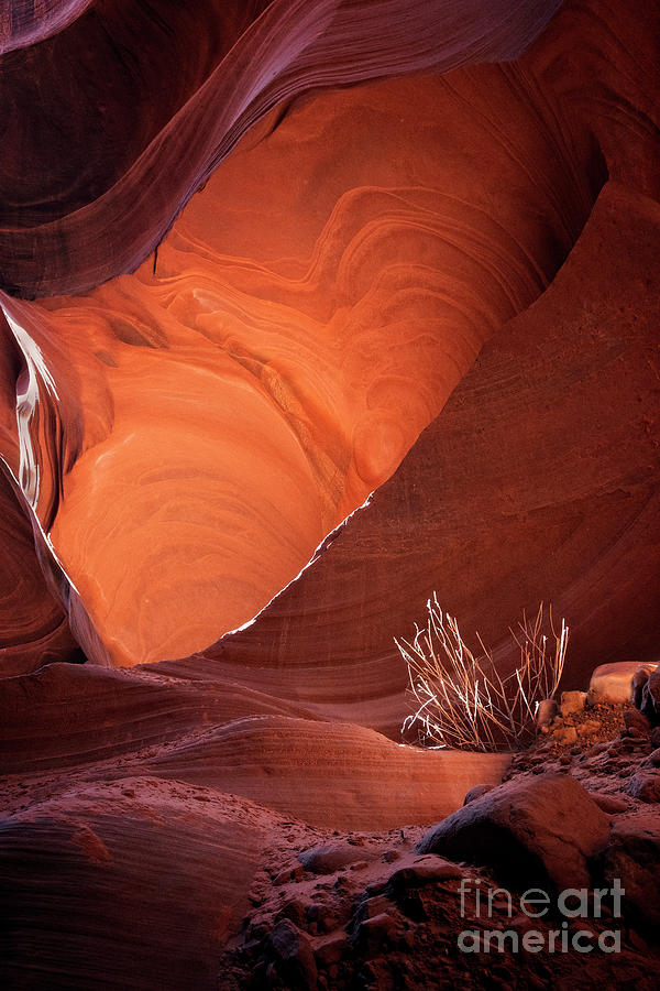 Portal to Life by Scott Kemper Portal to Life by Scott Kemper