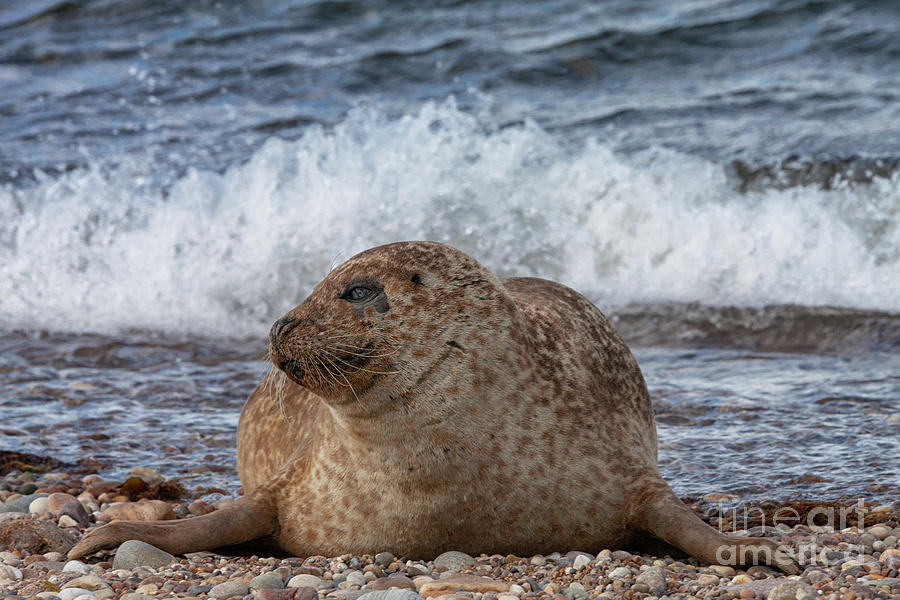 Portgordon Seal #1 Photograph by Diane Macdonald