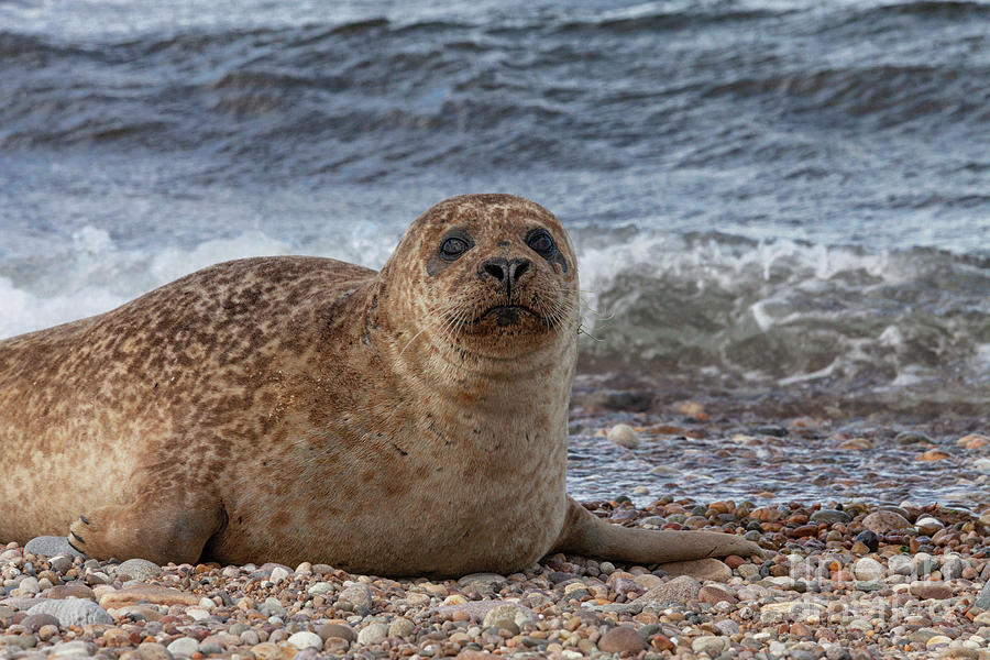 Portgordon Seal #2 Photograph by Diane Macdonald