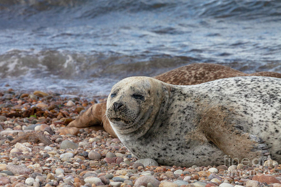 Portgordon Seal #3 Photograph by Diane Macdonald